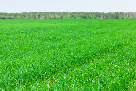 Summer landscape with green grass field