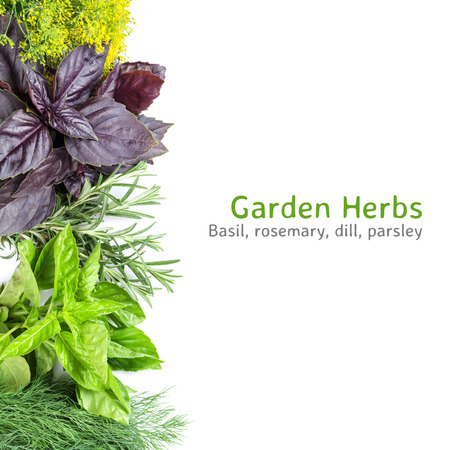 Fresh garden herbs. Isolated on white backgroundの写真素材
