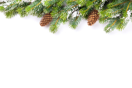 Christmas tree branch with snow and pine cones. Isolated on white background with copy spaceの写真素材