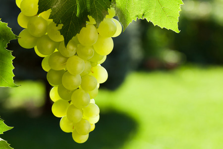 Vine and bunch of white grapes in gardenの写真素材