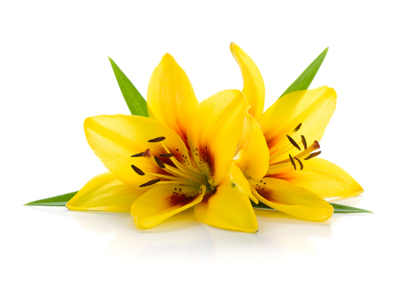 Two yellow lily. Isolated on white background