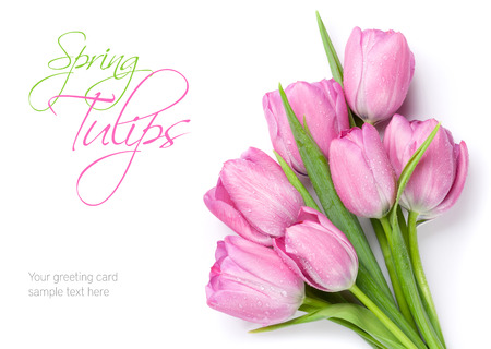 Fresh pink tulip flowers bouquet. Isolated on white background with copy spaceの写真素材