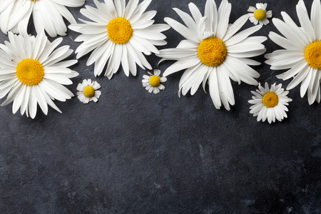Garden chamomile flowers over stone table background. Backdrop with copy spaceの写真素材