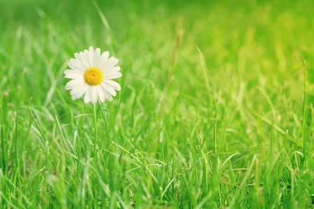 Chamomile flower on grass field on sunny summer day. View with copy spaceの写真素材