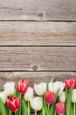 Colorful tulips on wooden background. Red and white. Top view with space for your textの写真素材