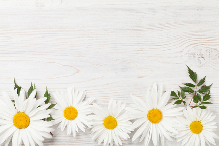 Garden chamomile flowers on wooden background. Top view with copy spaceの写真素材