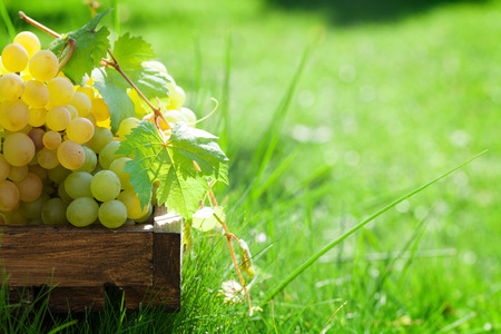 Garden grapes in wooden box in sunny garden. With copy spaceの写真素材