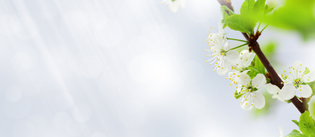 Apple blossom spring tree in front of sunny blue sky with copy space.の写真素材