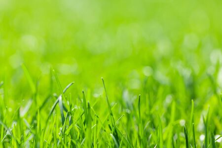 Green grass field sunny bokeh backgroundの写真素材
