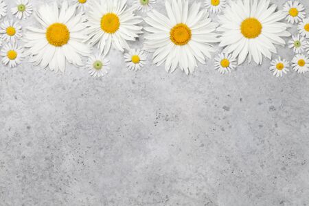 Garden chamomile flowers on stone background. Top view with copy spaceの写真素材