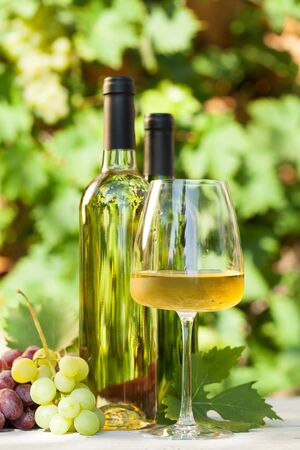 Colorful grapes, white wine bottles and glass. Autumn vineyard harvest.の写真素材