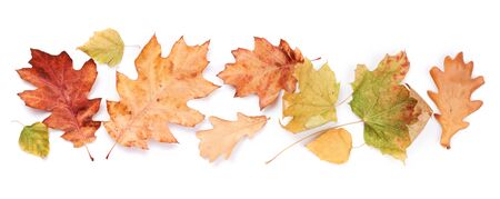 Autumn colorful leaves. Isolated on white background. Top view. Flat lay