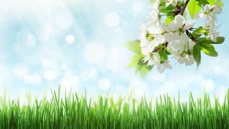Abstract sunny summer grass and bokeh texture background