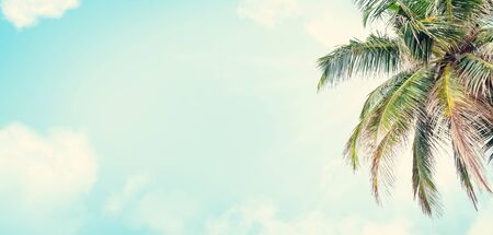 Summer tropical hot day backdrop with palm and blue sunny sky. Wide template backgroundの写真素材