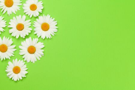 Camomile flower greeting card backdrop over green background. Flat lay with copy spaceの写真素材
