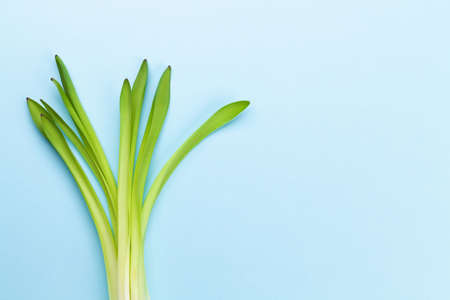 Hyacinth leaves on blue background. Easter greeting card template. Top view flat lay. With space for your greetingsの写真素材
