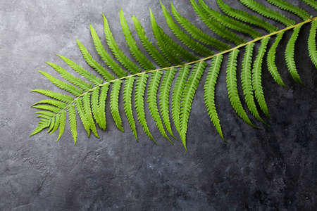Abstract nature background with fern leaves. Tropical plant backdrop with copy space. Flat layの写真素材