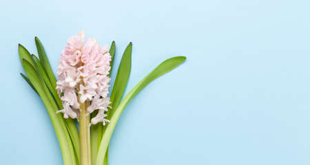 Hyacinth flower on blue background. Easter greeting card template. Top view flat lay. With space for your greetingsの写真素材