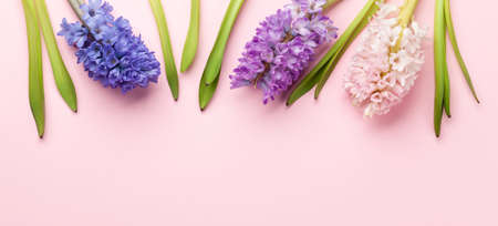 Hyacinth flowers bouquet on pink background. Easter greeting card template. Top view flat lay. With space for your greetingsの写真素材