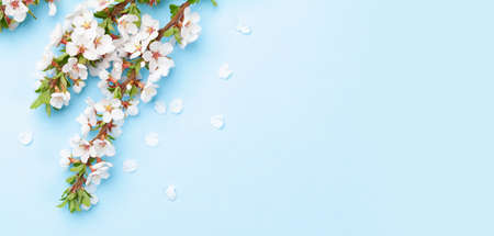Japanese tea in tea pot and cherry blossom on stone table. Top view flat lay with copy space