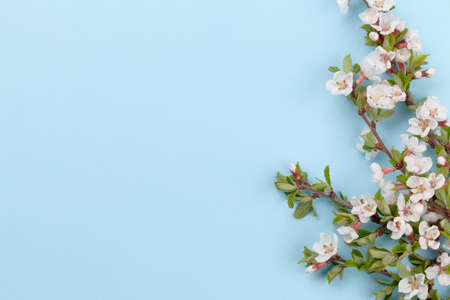 Cherry blossom over blue background. Spring backdrop with sakura branch for greeting card or food...