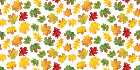 Autumn leaves seamless pattern. Colorful fall maple leaves isolated on white flat background texture