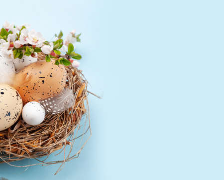 Easter eggs in nest and cherry blossom over blue. Spring greeting card with copy space