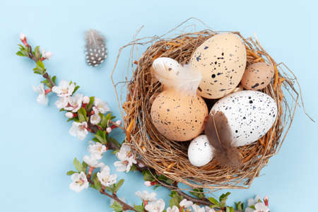 Easter eggs in nest and cherry blossom. Chicken and quail eggs. Spring greeting card. Top view flat...