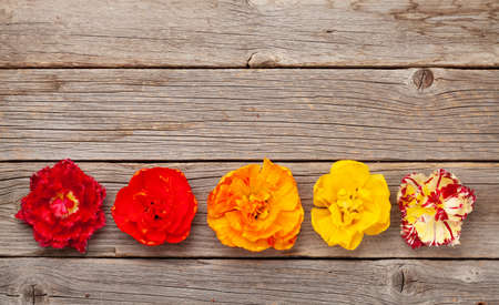 Colorful tulip buds on wooden background. Flat lay with copy space