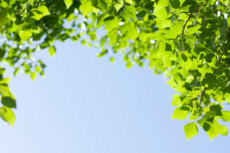 Tree branch with leaves in front of blue sunny sky. Summer background with copy spaceの写真素材