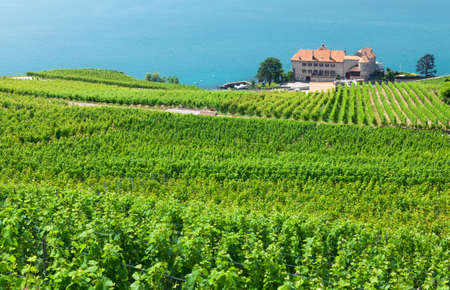 Beautiful sunny landscape with vineyards near Geneva Lake in Switzerland