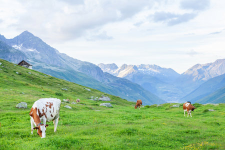 Cows in pasture on alpine meadow in Switzerland mountains on backgroundのeditorial素材