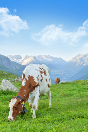 Cows in pasture on alpine meadow in Switzerland mountains on backgroundのeditorial素材