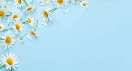 Chamomile garden flowers on blue background. Top view flat lay with copy spaceの写真素材
