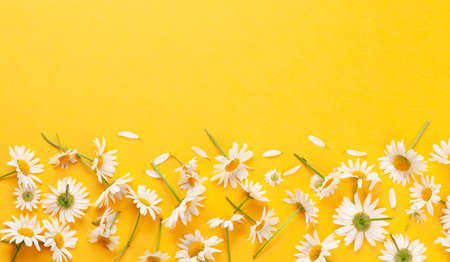 Chamomile garden flowers on yellow background. Top view flat lay with copy space