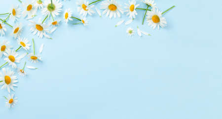 Chamomile garden flowers on blue background. Top view flat lay with copy space