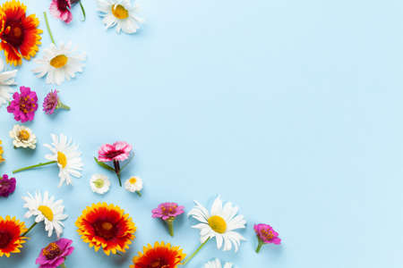 Chamomile garden flowers on blue background. Top view flat lay with copy spaceの写真素材