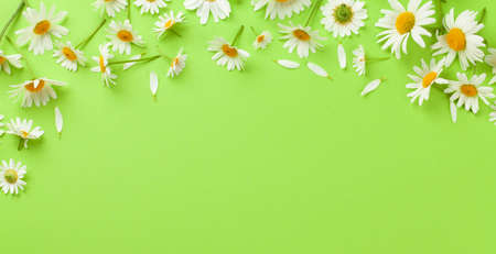 Chamomile garden flowers on green background. Top view flat lay with copy spaceの写真素材