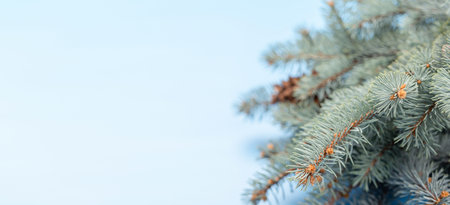 Christmas fir tree branch over blue background with space for greetings textの写真素材