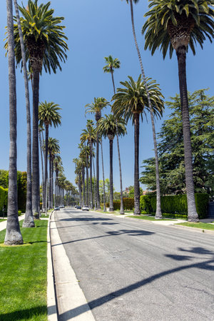 Beverly Hills drive lined with tall and majestic palm trees, Los Angeles, Californiaの写真素材