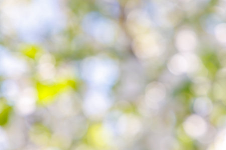 Sunny green foliage bokeh background. Ideal summer backdropの写真素材