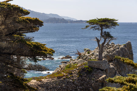 A captivating coastal landscape featuring the majestic ocean and towering fir trees along the scenic 17-Mile Drive in Californiaの写真素材