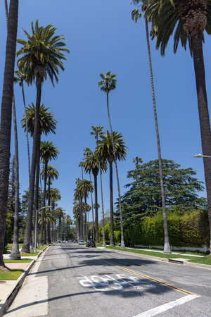 Beverly Hills street with tall palm trees. Los Angeles, Californiaの写真素材