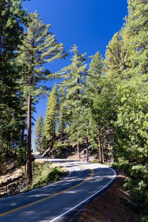 Asphalt curve road through forestの写真素材