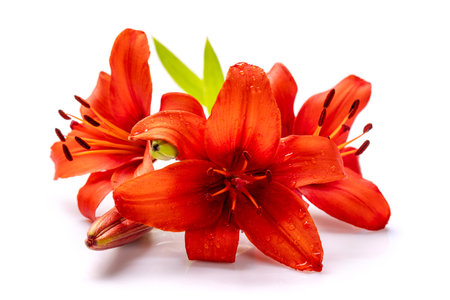Red lily flowers bouquet. Isolated on white backgroundの写真素材