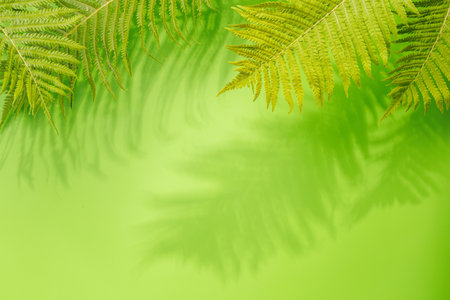 Template wall with leaves shadow, perfect for product presentation and mockupの写真素材