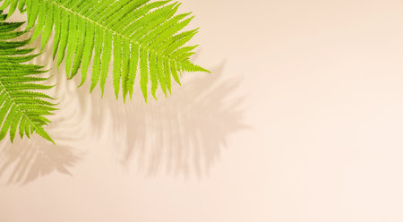 Template wall with leaves shadow, perfect for product presentation and mockupの写真素材