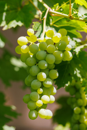 White grapes on grape vine