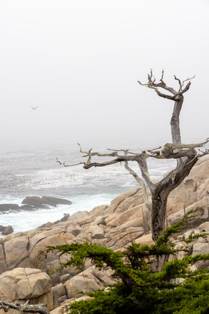 A captivating coastal landscape featuring the majestic ocean and towering fir trees along the scenic 17-Mile Drive in Californiaの写真素材