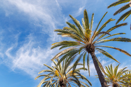 Tall, vibrant palm trees reaching towards a clear blue sunny sky, epitomizing tropical bliss and warm, serene weather. A classic scene of summer and relaxationの写真素材